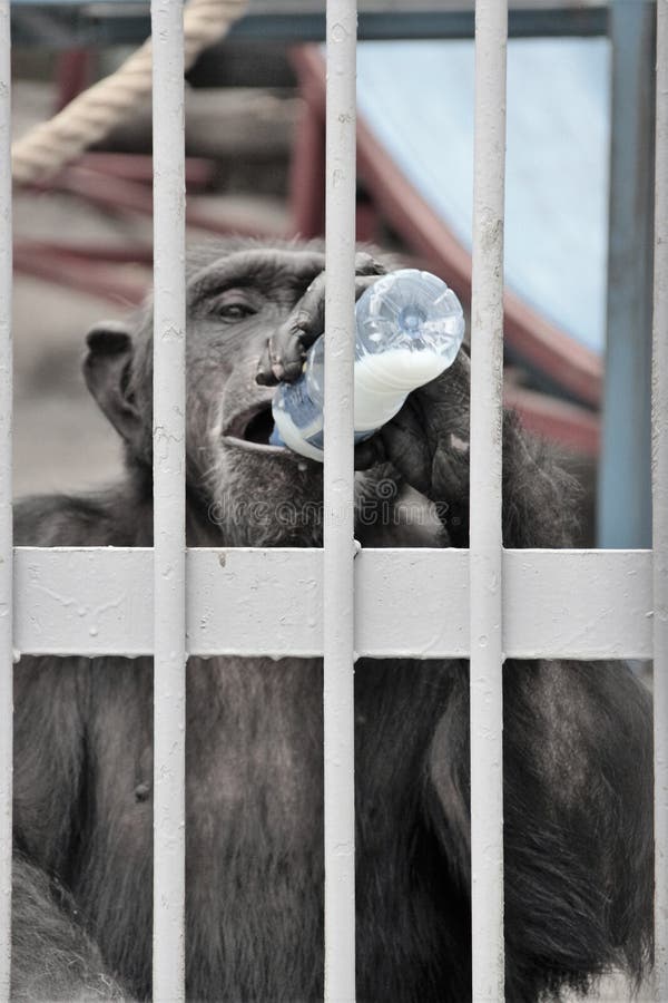 Chimpanzé mûr photos stock Chimpanzé mûr photos stock