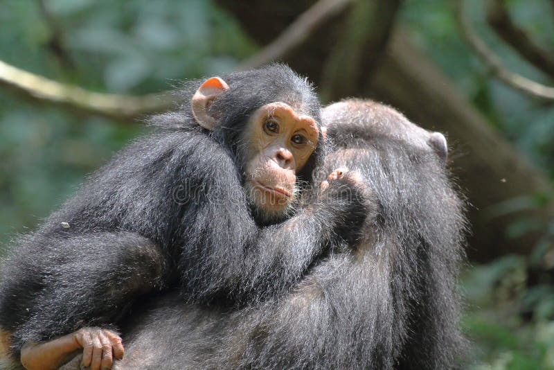 Chimpanzé novo na mãe
