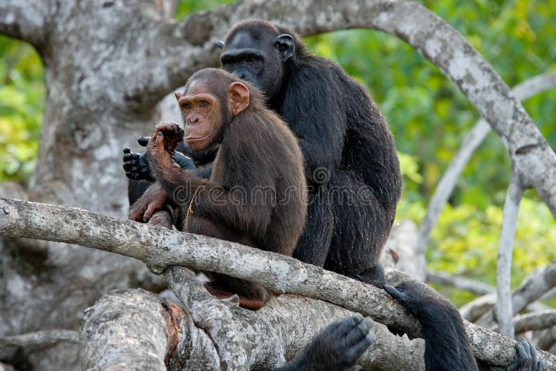 Chimpanzés em ramos dos manguezais A República Democrática do Congo Reserva de Conkouati-Douli imagens de stock Chimpanzés em ramos dos manguezais A República Democrática do Congo Reserva de Conkouati-Douli imagens de stock