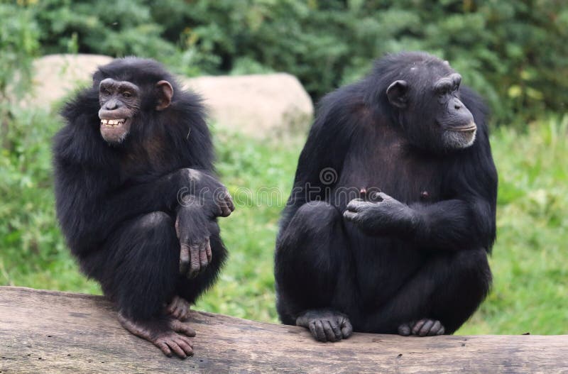 Chimpanzés velhos imagens de stock Chimpanzés velhos imagens de stock