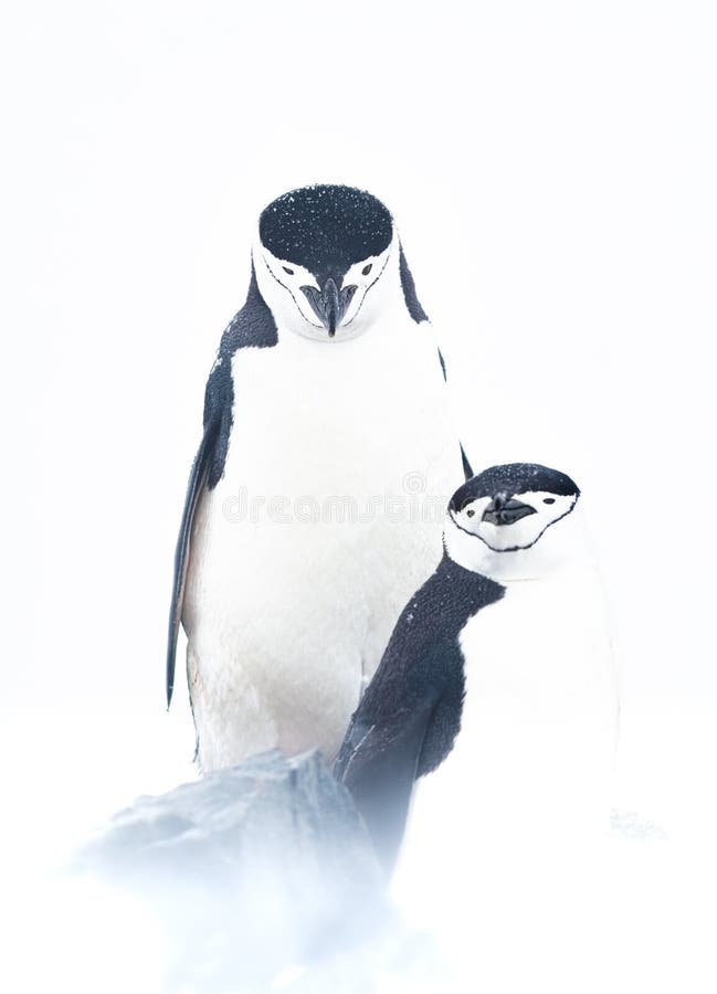 Chinstrap penguins have a very recognizable black band near their neck - that&#x27;s where they get their name from. Chinstrap penguins have a very recognizable black band near their neck - that&#x27;s where they get their name from.