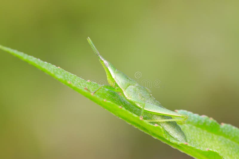 China atractomorpha locust stock photos