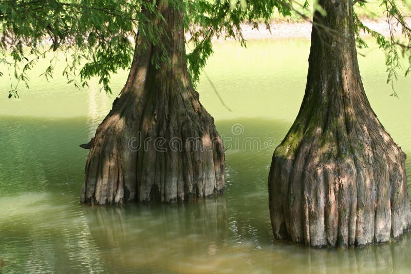 China cypress