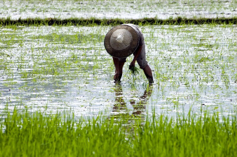 China - farmer in rice field