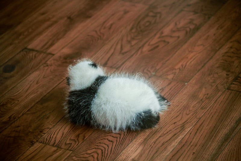 Chinese National Treasure Giant Panda Stock Photo - Image of newborn