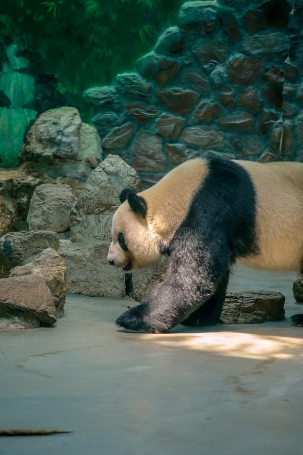 Chinese National Treasure Giant Panda Stock Photo - Image of opened