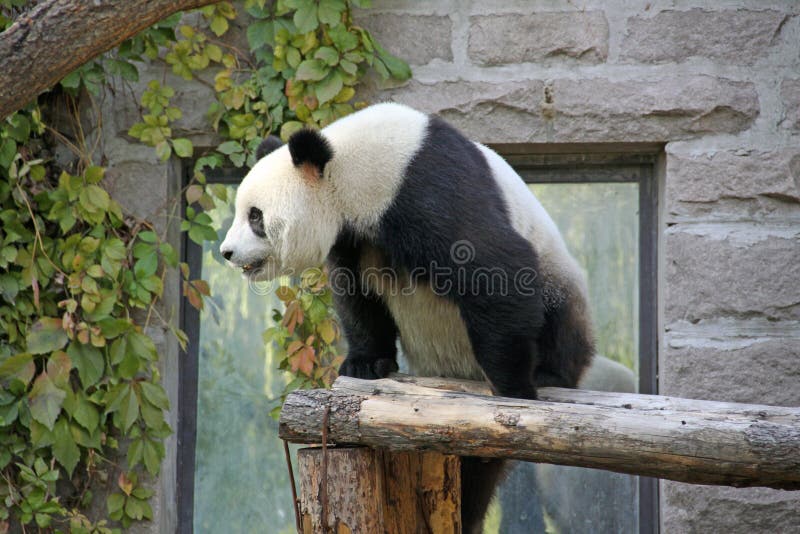 China Panda bij de Dierentuin van Peking royalty-vrije stock fotografie China Panda bij de Dierentuin van Peking royalty-vrije stock fotografie