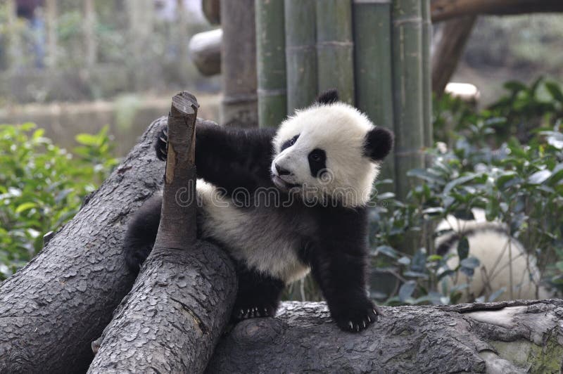 China Panda in Chengdu