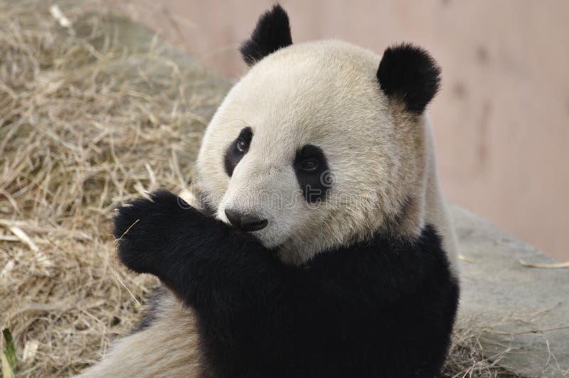 China Panda in Chengdu