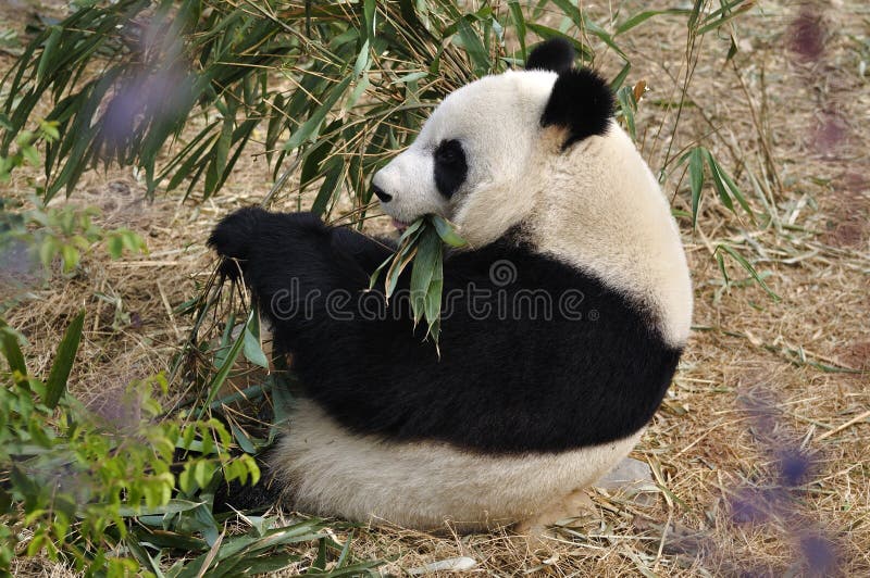 China Panda in Chengdu