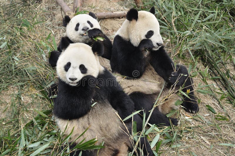 China Panda in Chengdu