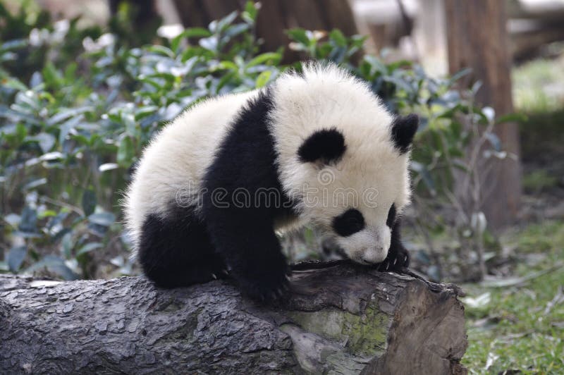 China Panda in Chengdu