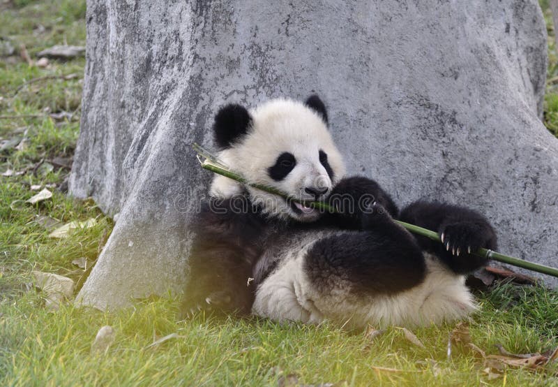 China Panda in Chengdu