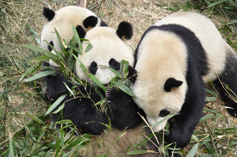 China Panda in Chengdu