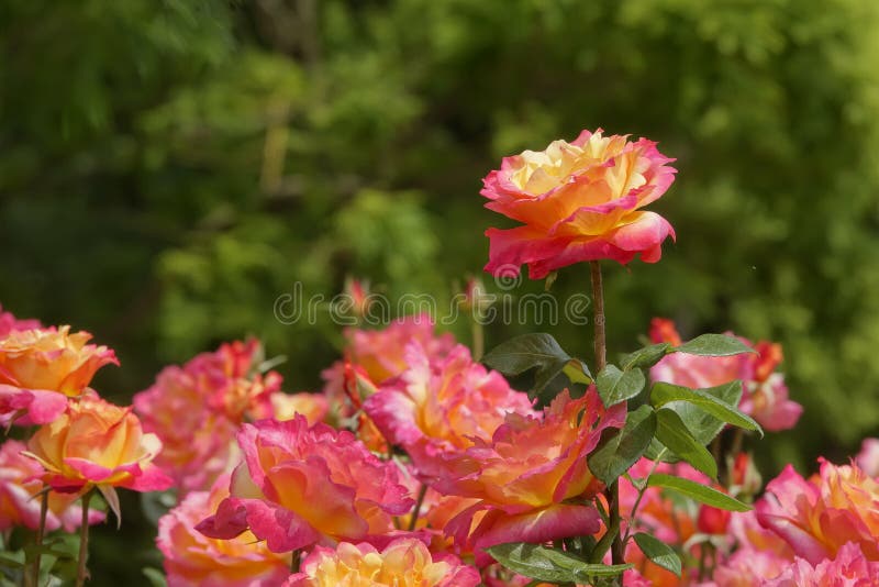 China rose flowers