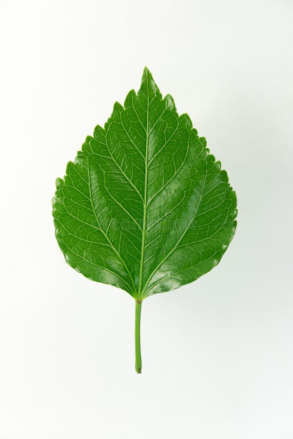 China Rose Leaf.(Chinese Hibiscus) Stock Image Image of green