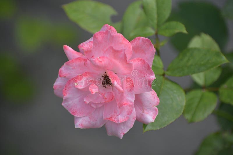 China RosePlant or Bengal Rose Stock Image Image of member, guizhou