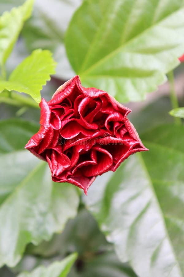 China rose stock image. Image of gardening, plants, plant 77928175