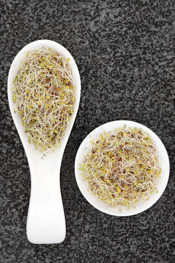 China Rose Sprouting Seeds stockbild. Bild von sprößling 63000567