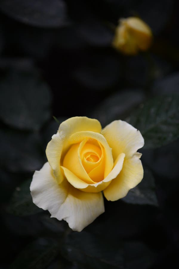 China Rose,Yellow stock photo. Image of close, natural 183236666