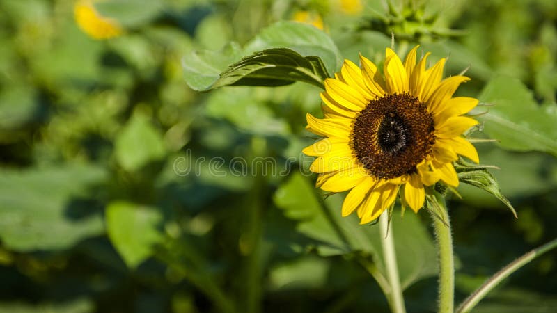 Sunflower show