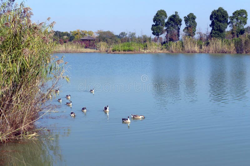 China Wetlands nature reserve, geese on water