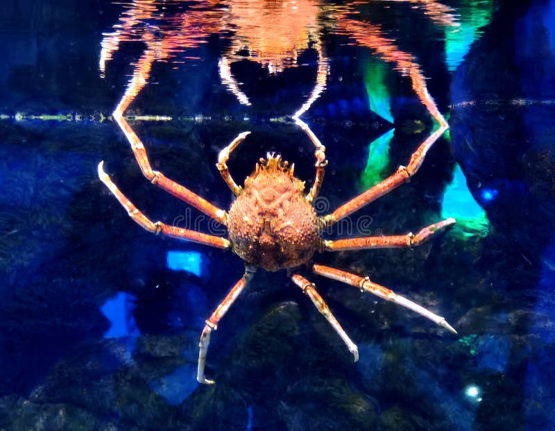 460 Japanese Spider Crab Photos Free Royalty Free Stock Photos From Dreamstime