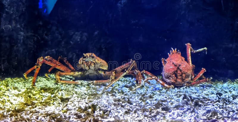 460 Japanese Spider Crab Photos Free Royalty Free Stock Photos From Dreamstime 460 Japanese Spider Crab Photos Free Royalty Free Stock Photos From Dreamstime