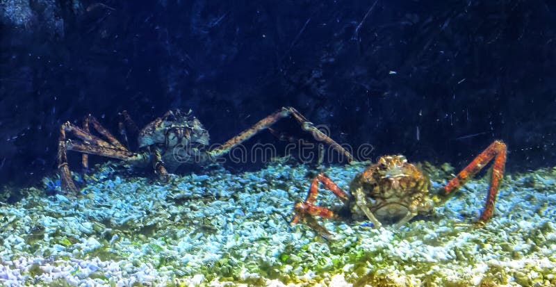 460 Japanese Spider Crab Photos Free Royalty Free Stock Photos From Dreamstime 460 Japanese Spider Crab Photos Free Royalty Free Stock Photos From Dreamstime