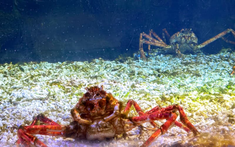 460 Japanese Spider Crab Photos Free Royalty Free Stock Photos From Dreamstime