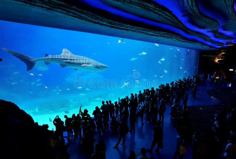 blue whale aquarium