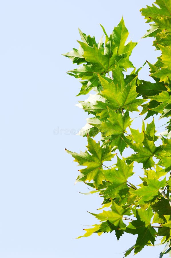 Chinar leaf stock image. Image of embellish, nature, fancy - 7349201