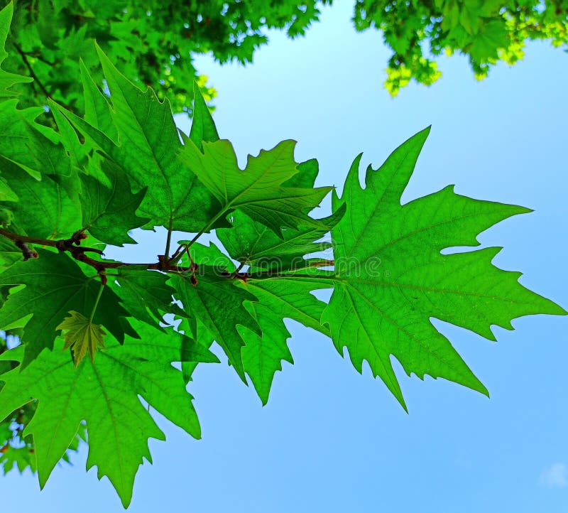 Chinar leaf stock image. Image of embellish, nature, fancy - 7349201