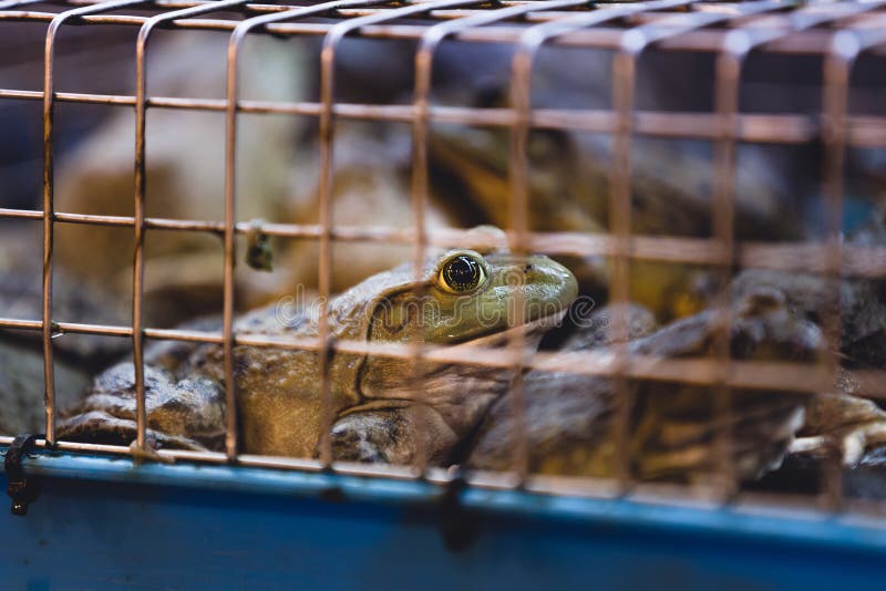 Close-up on a Frog for Sale Editorial Photo - Image of establishment