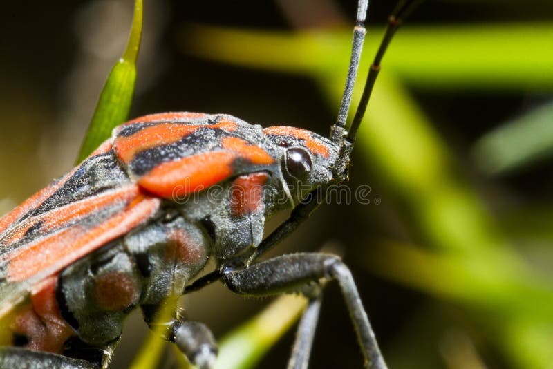 Chinch Bug (Spilostethus pandurus)