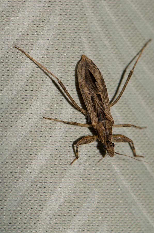 Chinche asesina Oncocephalus sp imagenes de archivo