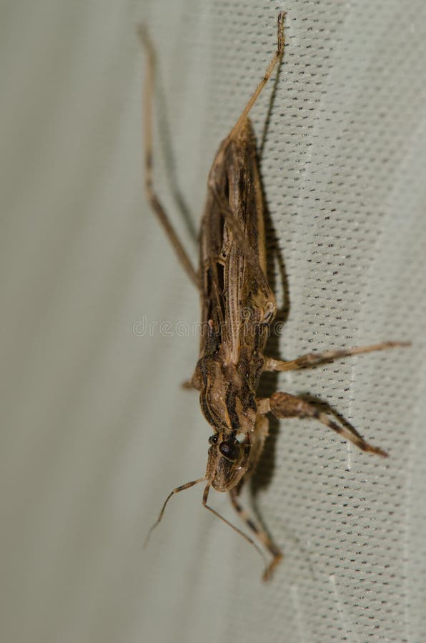 Chinche asesina Oncocephalus sp imágenes de archivo libres de regalías