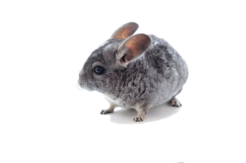 Chinchilla