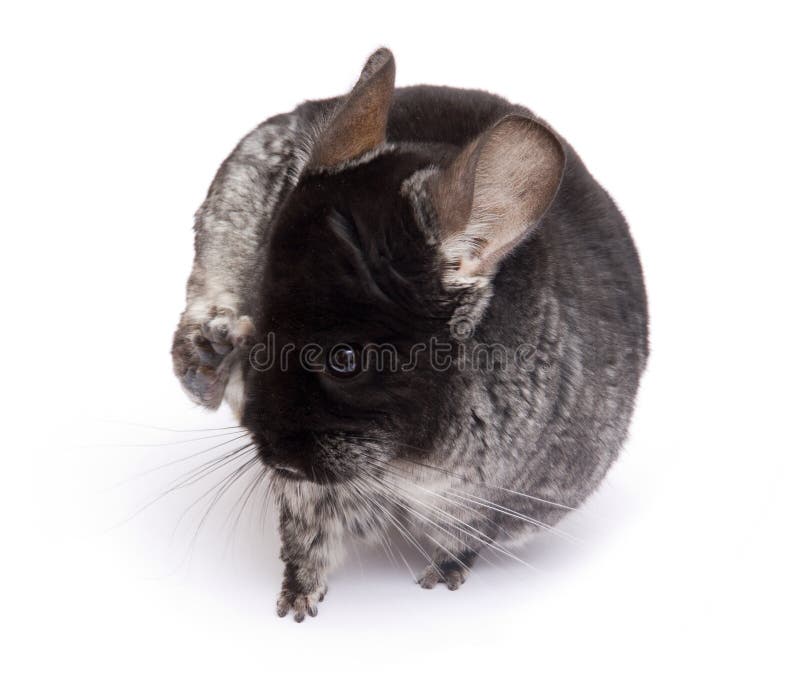 Chinchilla