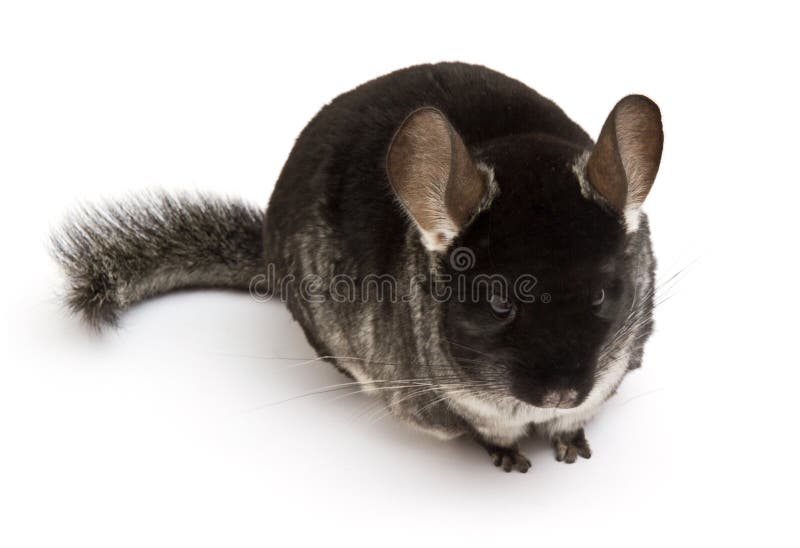 Chinchilla