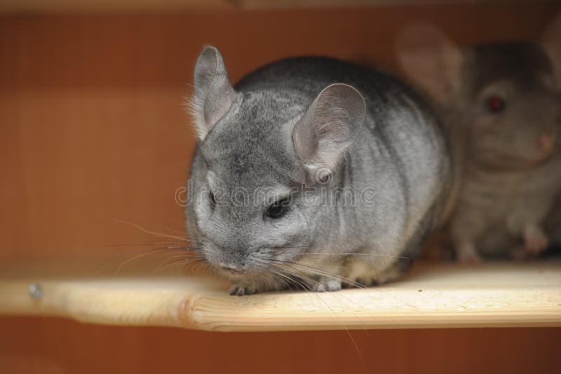 Chinchilla stock photo. Image of fine, downy, handsome 18171828