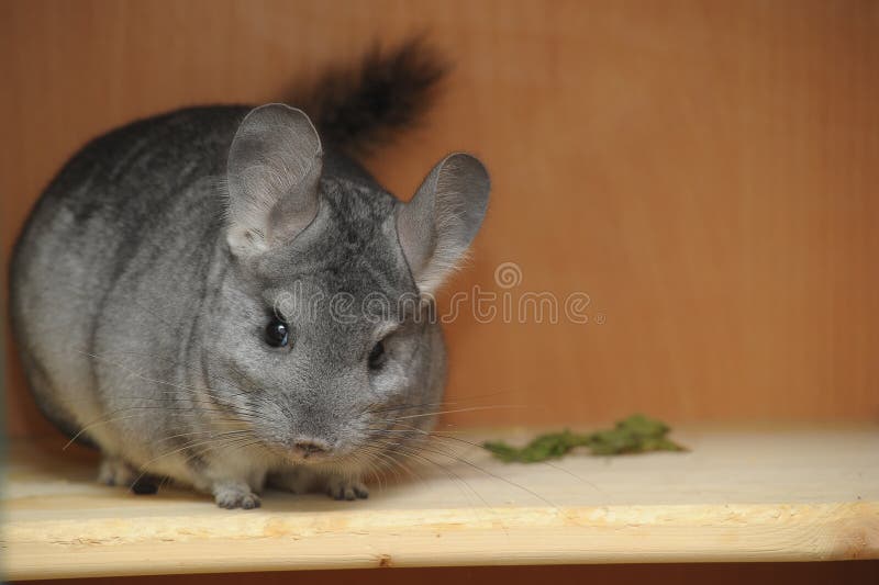 Young Grey Chinchilla, Side View Stock Photo Image of side, small 31174464