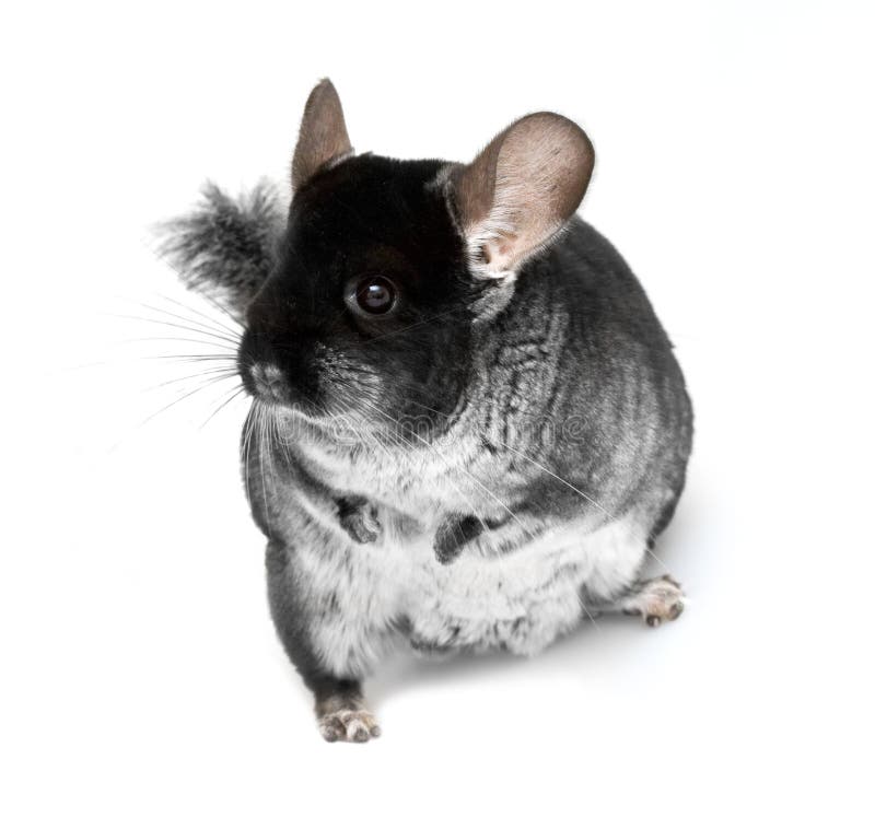 Chinchilla