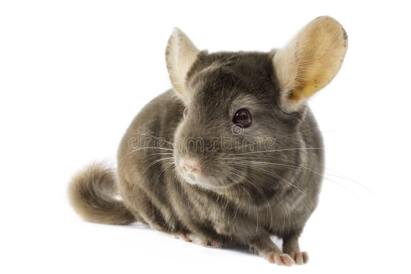 Chinchilla stock fotografie Chinchilla stock fotografie