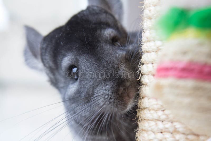 Curious chinchilla peeks scratching posts