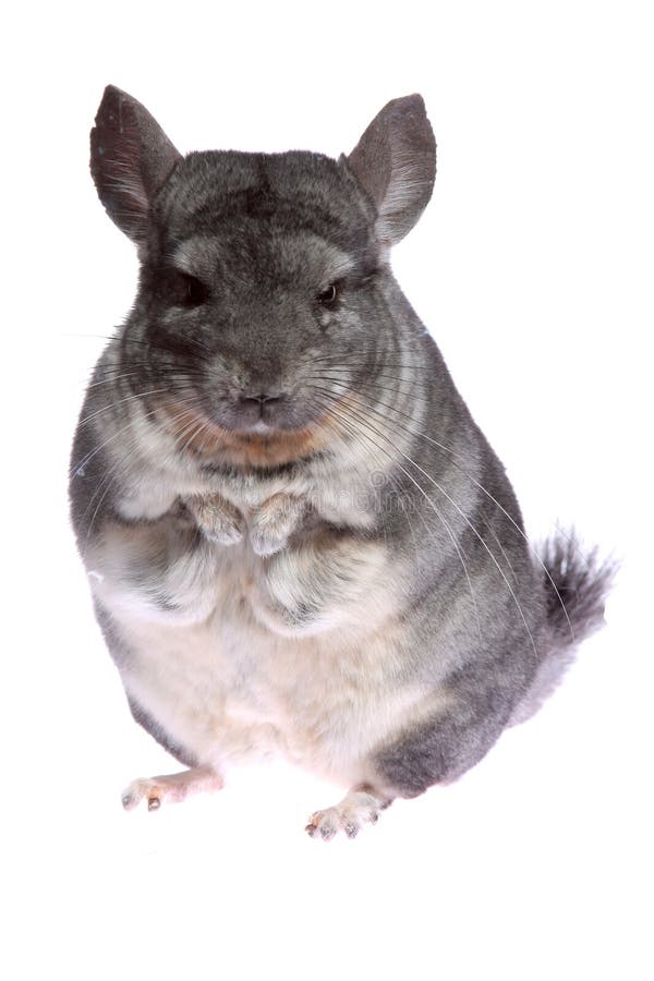 Chinchilla