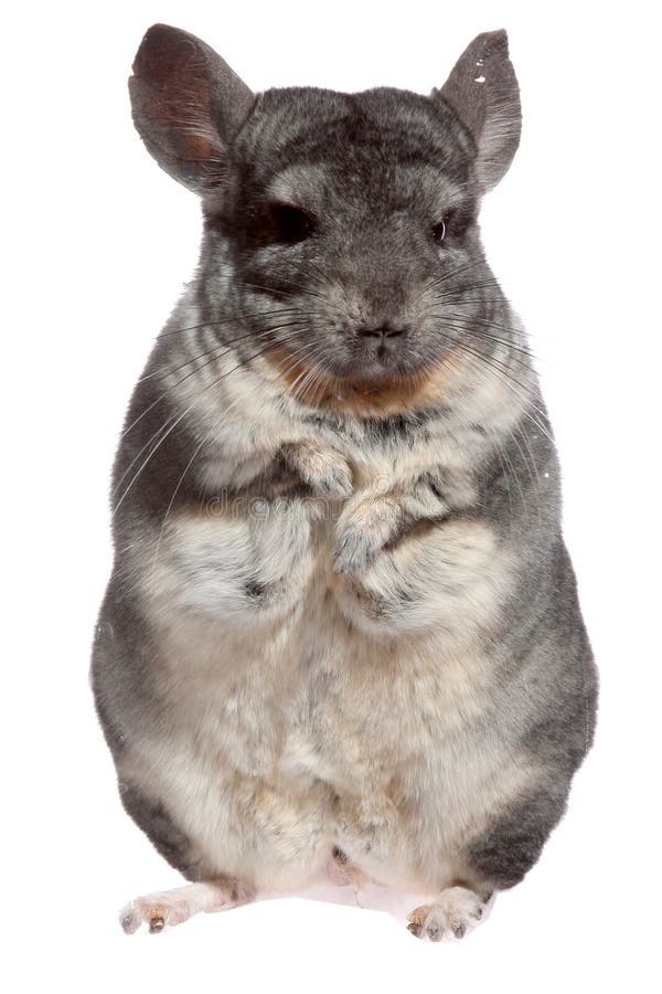 Chinchilla