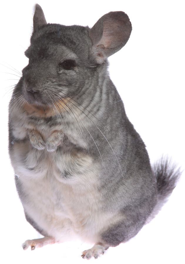 Chinchilla