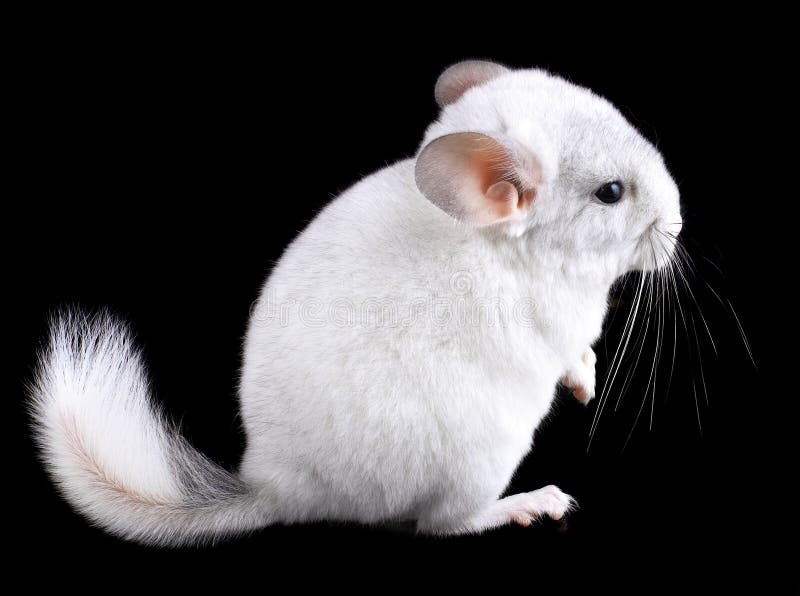 Chinchilla Blanc D Ebonite De Bebe Sur Le Noir Photo Stock Image Du Cheri Indoors Chinchilla Blanc D Ebonite De Bebe Sur Le Noir Photo Stock Image Du Cheri Indoors