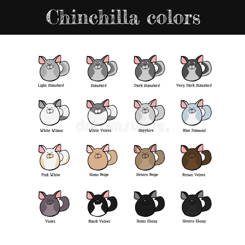 Clearance chinchilla colors and prices Free Shipping